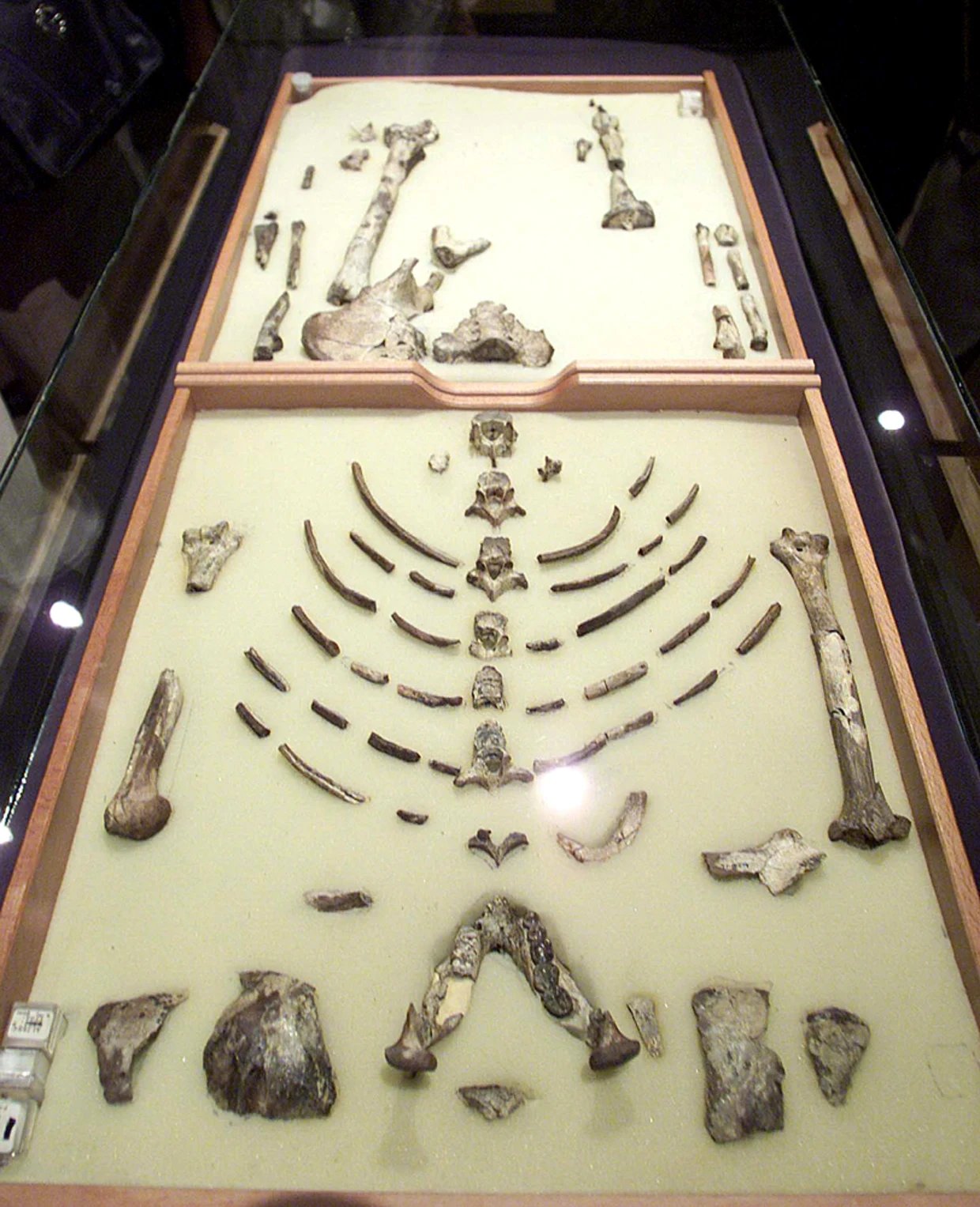 루시 화석 복제품 전시장